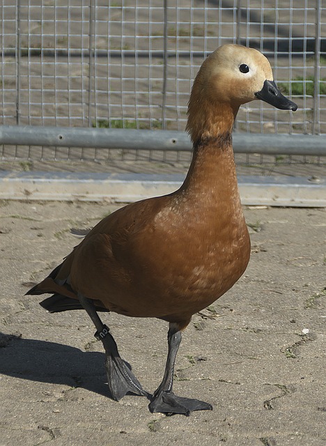 从而